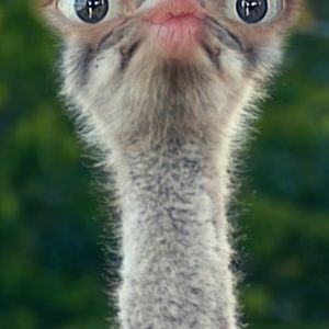 Meet your Posher, Chase